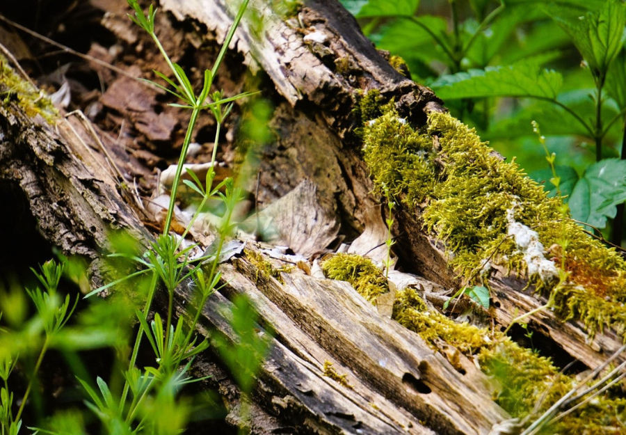 Budapesti Corvinus Egyetem